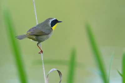 grass perch